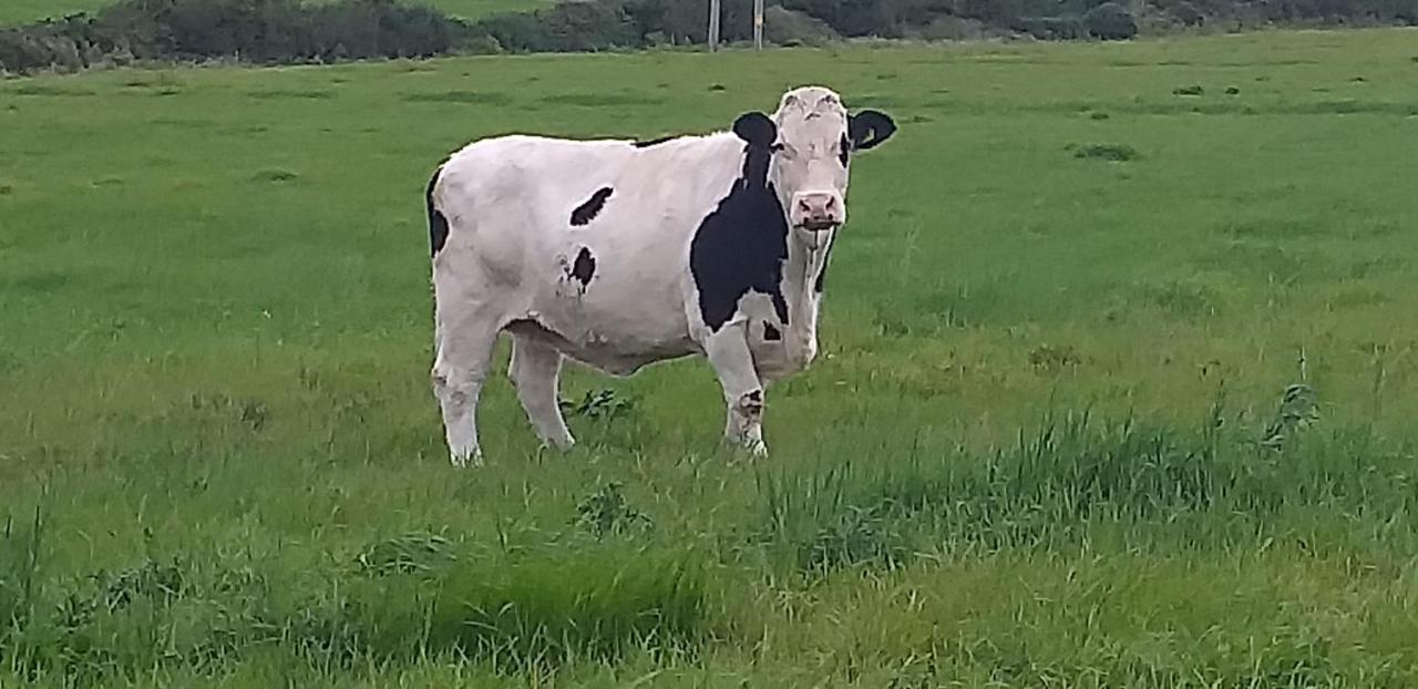 Murphys Irish Farmhouse トラリー エクステリア 写真